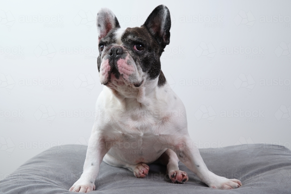 A black and white French bulldog - Australian Stock Image