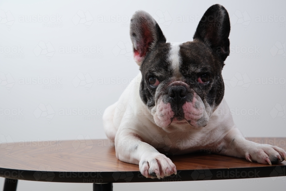 A black and white French bulldog - Australian Stock Image