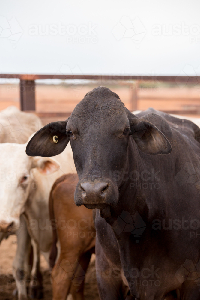 A black brahman cross cow in the yards - Australian Stock Image