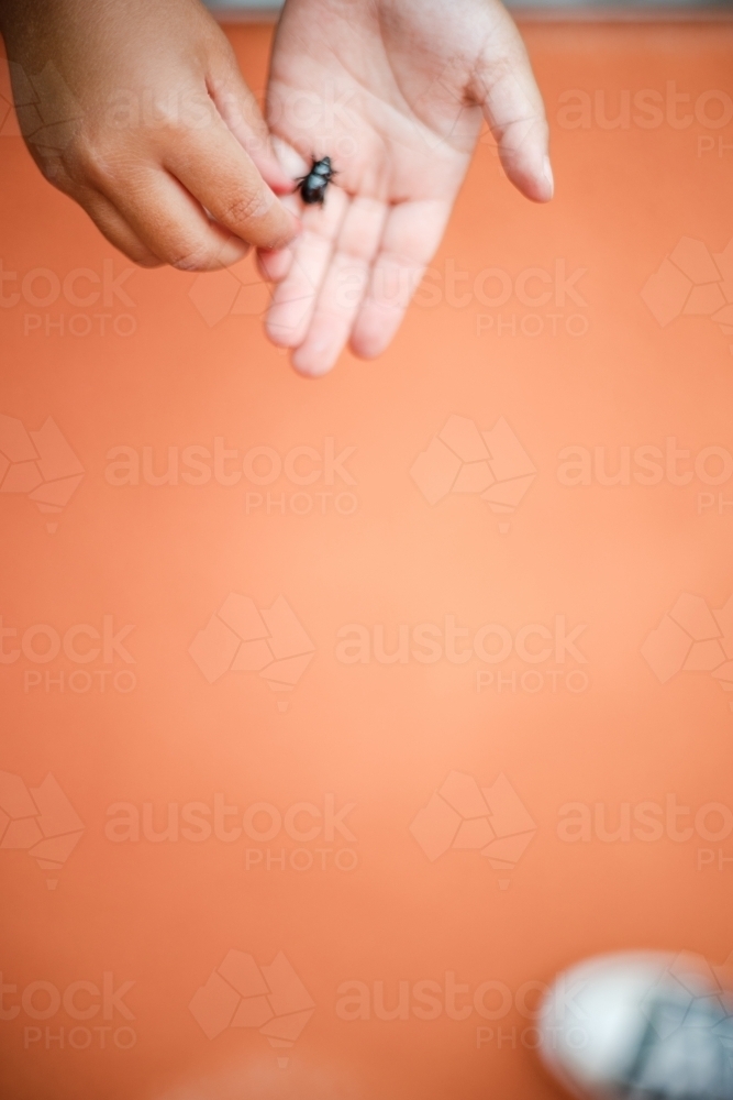 a black bug crawling on the palm of a child’s hand with orange copy space - Australian Stock Image