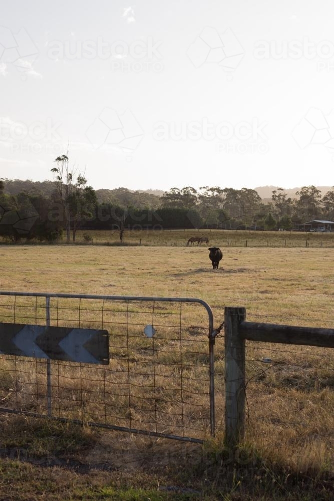 A black bull in a field with horses in the background - Australian Stock Image
