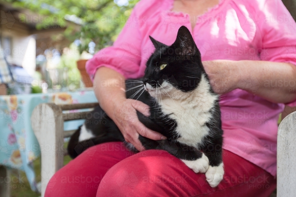 A black cat sitting on a woman's lap - Australian Stock Image