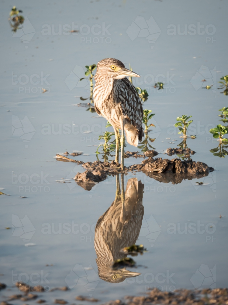 A black crowned night heron standing in a billabong - Australian Stock Image