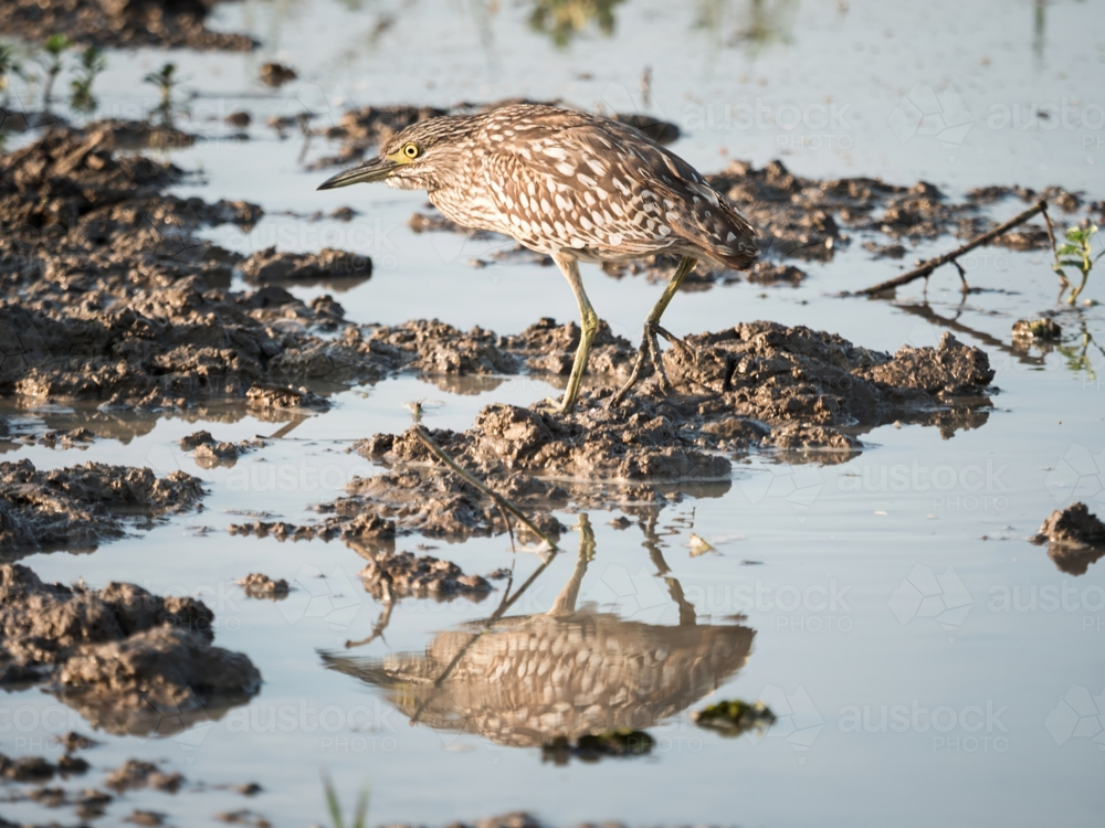 A black crowned night heron standing in a billabong - Australian Stock Image