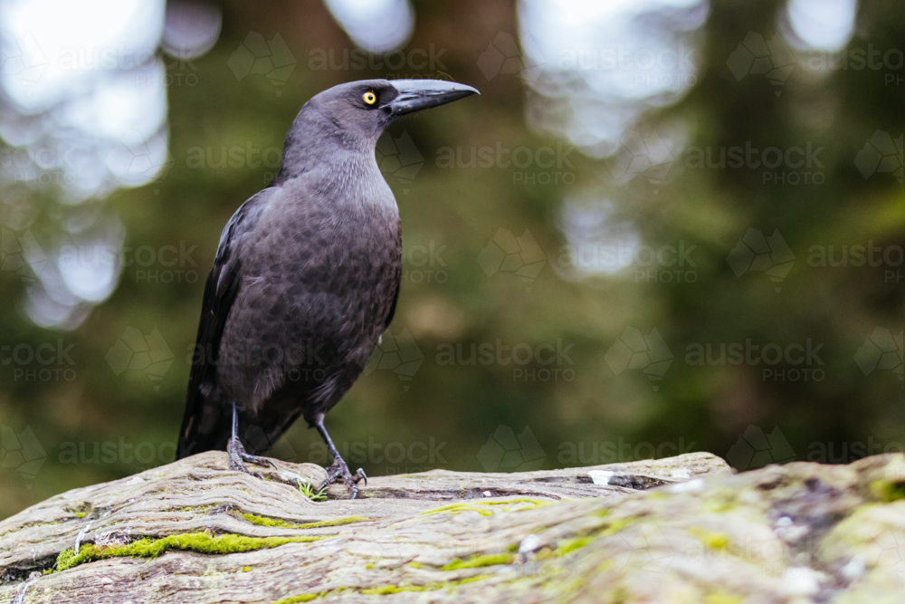 A Black Currawong near Cradle Mountain in Tasmania, Australia - Australian Stock Image