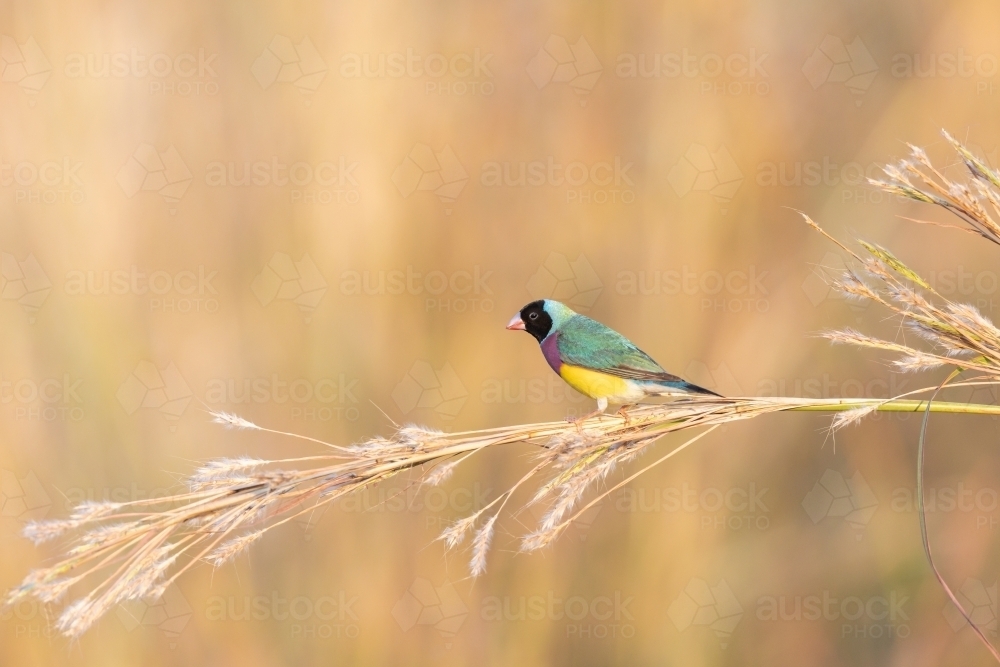A black-faced male gouldian finch perched on a stem of grass - Australian Stock Image