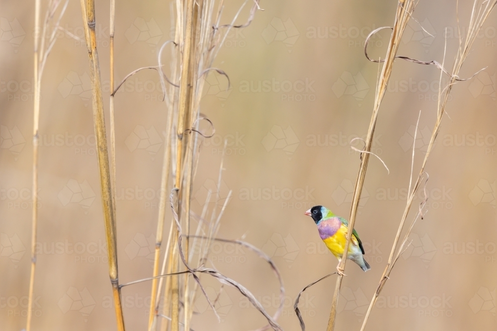 A black-faced male gouldian finch perched on a stem of grass - Australian Stock Image