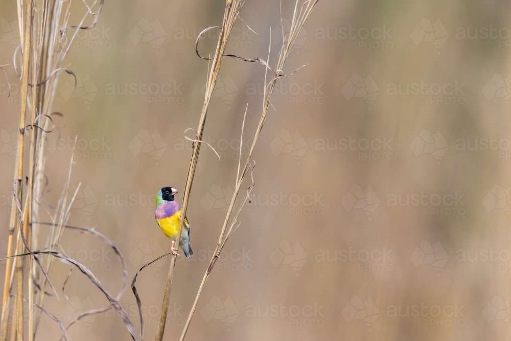 A black-faced male gouldian finch perched on a stem of grass - Australian Stock Image