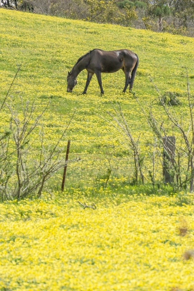 A black horse grazing in a paddock full of yellow daisies - Australian Stock Image