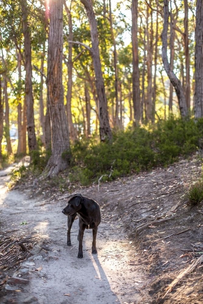 A black labrador stands on a walking track in a bush setting - Australian Stock Image