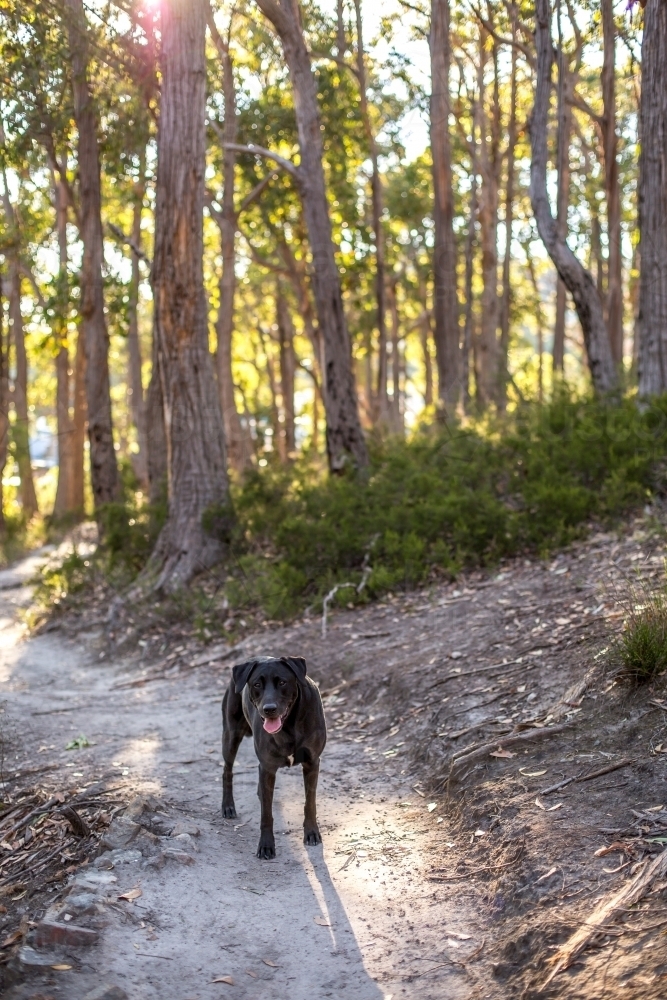 Image of A black labrador stands on a walking track in a bush setting ...