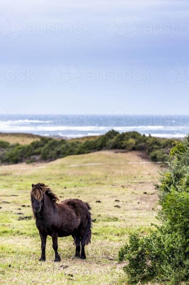 A black pony braves the wind swept dunes to graze - Australian Stock Image