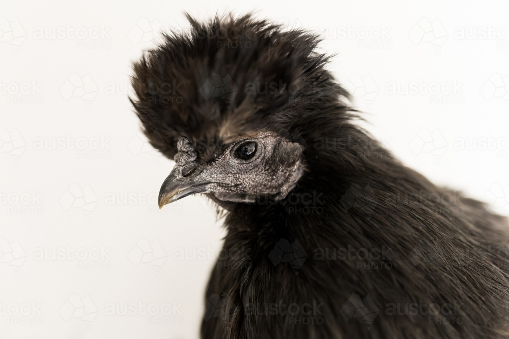 A black silkie chicken hen on a white back ground with room for copy space - Australian Stock Image