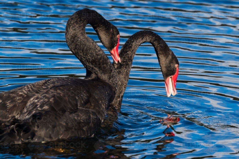 A black swan pair were courting and inbetween energetic displays they embraced lovingly using their - Australian Stock Image