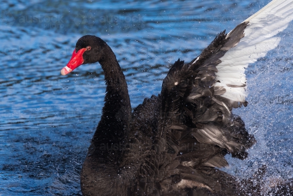 A black swan putting on some energetic displays to impress his mate - Australian Stock Image