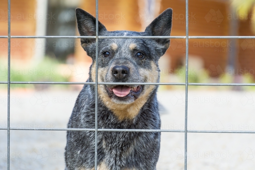 A blue heeler dogs looks out through a wire gate - Australian Stock Image