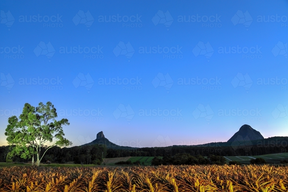 A blue-hour light painting of a pineapple plantation in front of the Glasshouse Mountains - Australian Stock Image