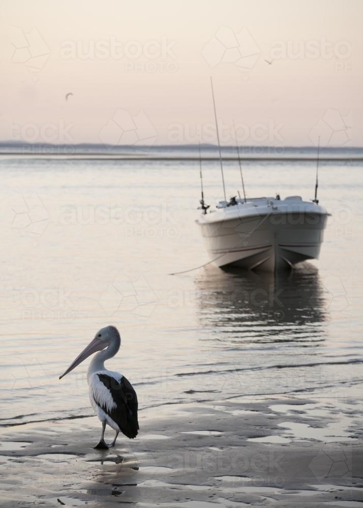 A boat and pelican on the water at Seventeen Seventy, Queensland - Australian Stock Image