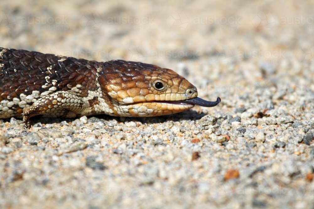 A bobtail or blue-tongue lizard - Australian Stock Image