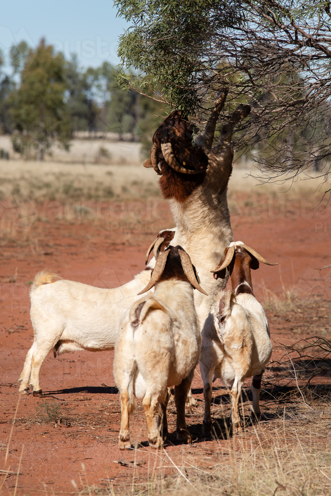 A boer goat buck standing pull down tree foliage with other goats waiting - Australian Stock Image