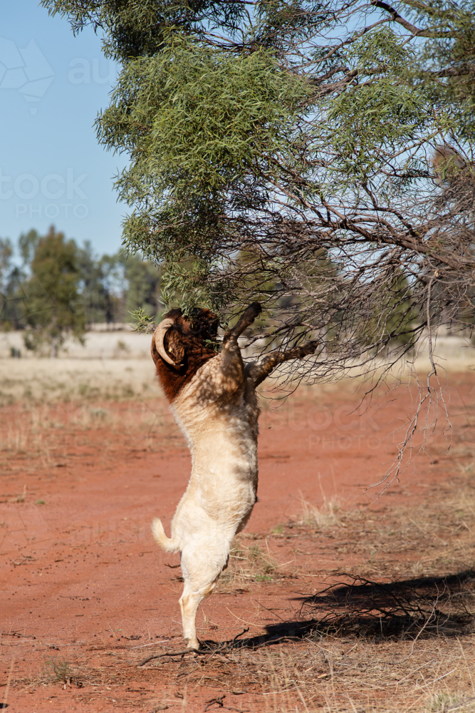 A boer goat buck standing to reach tree foliage - Australian Stock Image