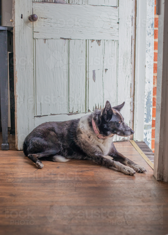 A Border Collie dog waiting in a doorway - Australian Stock Image