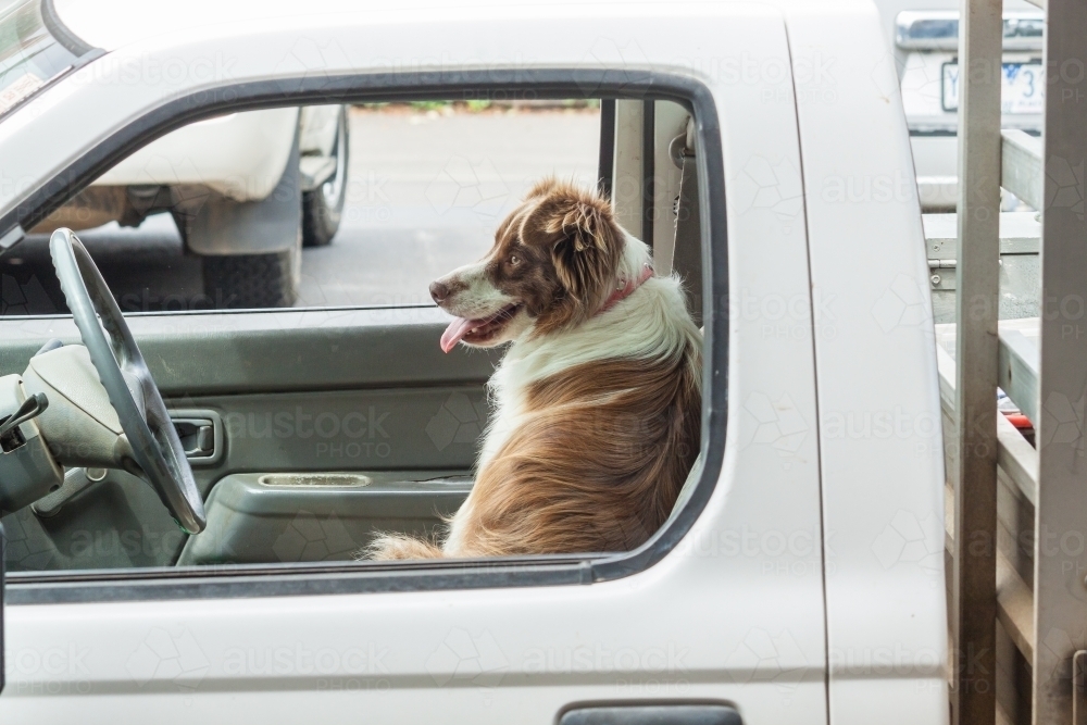 A border collie sitting waiting in the front seat of a car - Australian Stock Image