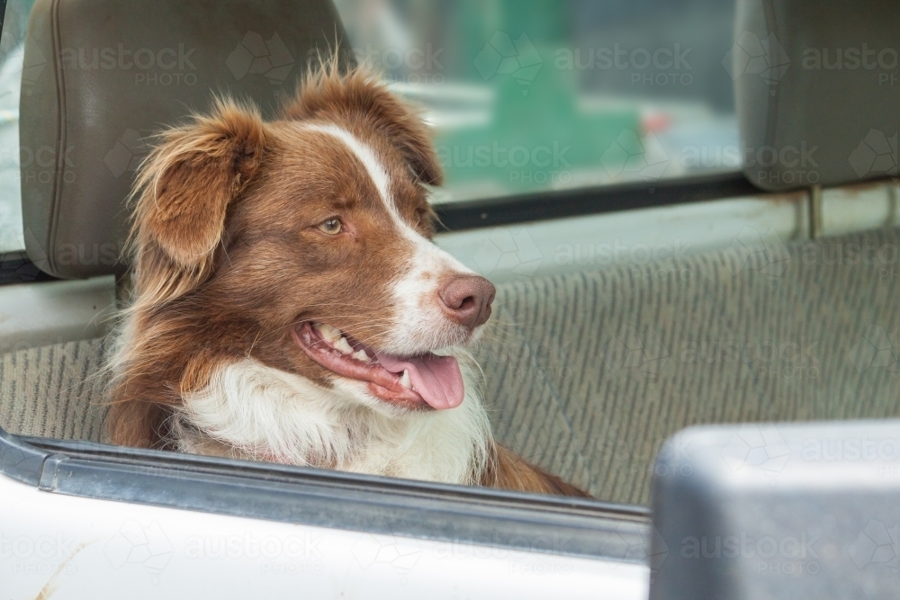 A border collie sitting waiting in the window of a car - Australian Stock Image