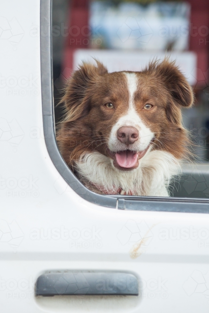 A border collie sitting waiting in the window of a car - Australian Stock Image
