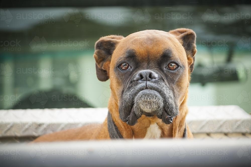 A boxer dog guarding his owners ute - Australian Stock Image