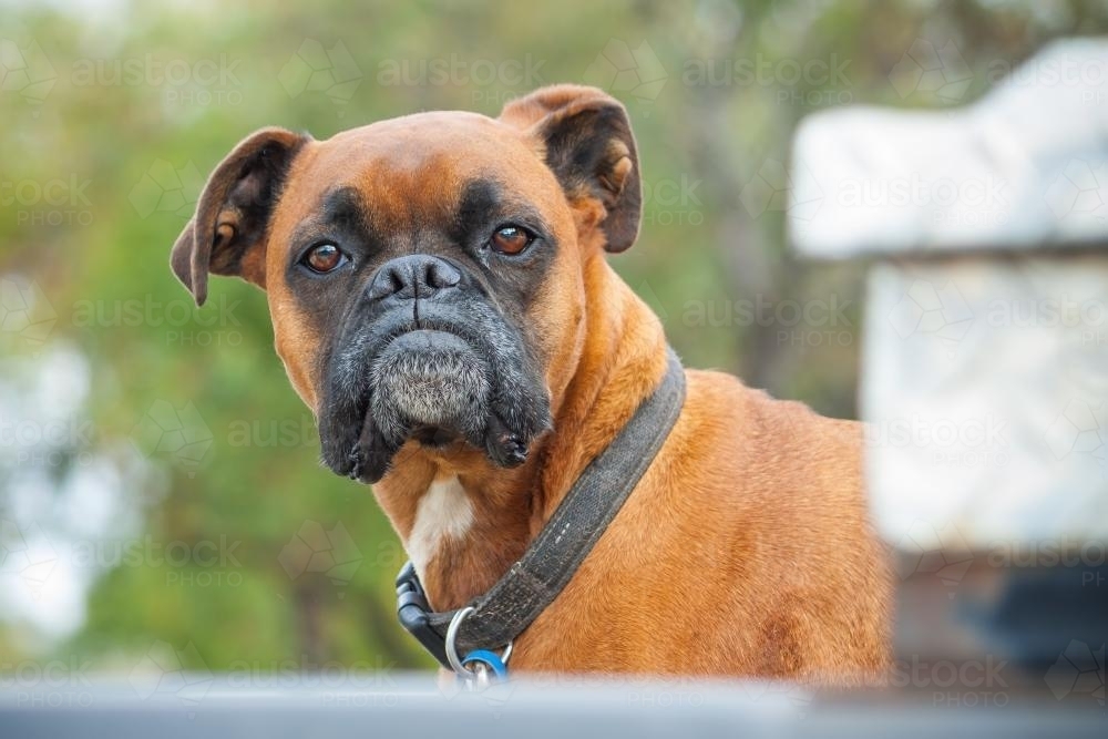 A boxer dog on guard - Australian Stock Image
