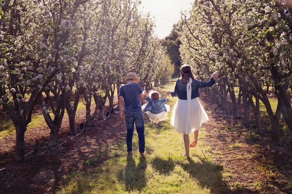 A Boy And Girl Swinging Their Little Sister Away From the Camera In An Orchard - Australian Stock Image