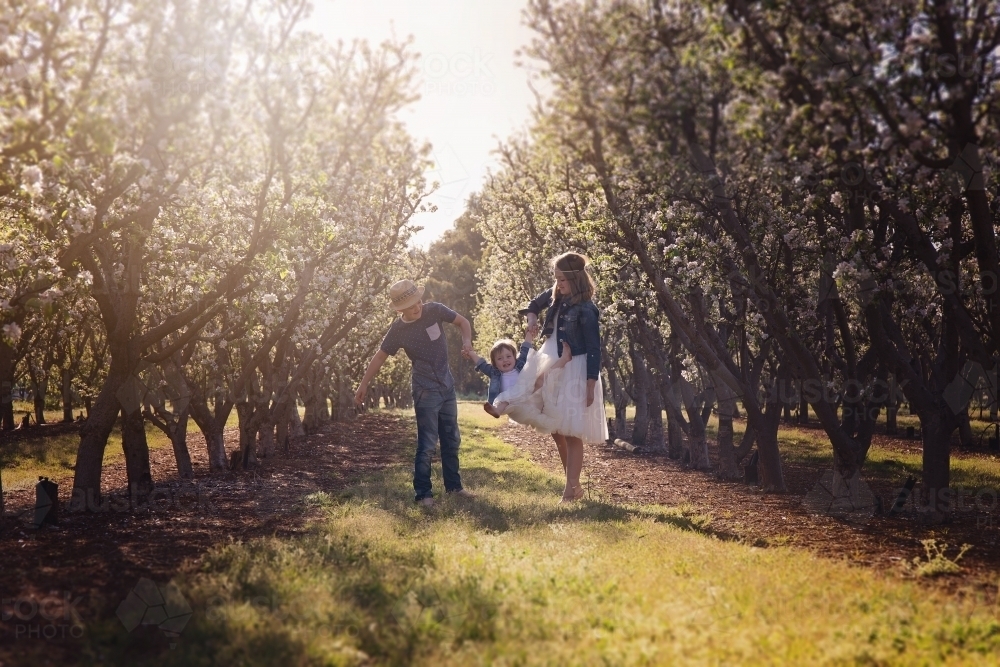 A Boy And Girl Swinging Their Little Sister In An Orchard - Australian Stock Image