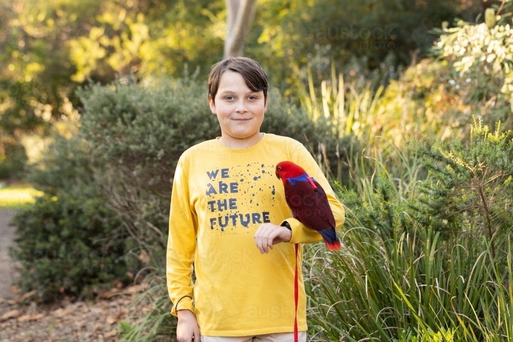 A boy holding an australian red and blue female eclectus parrot, the parrot is wearing a harness - Australian Stock Image
