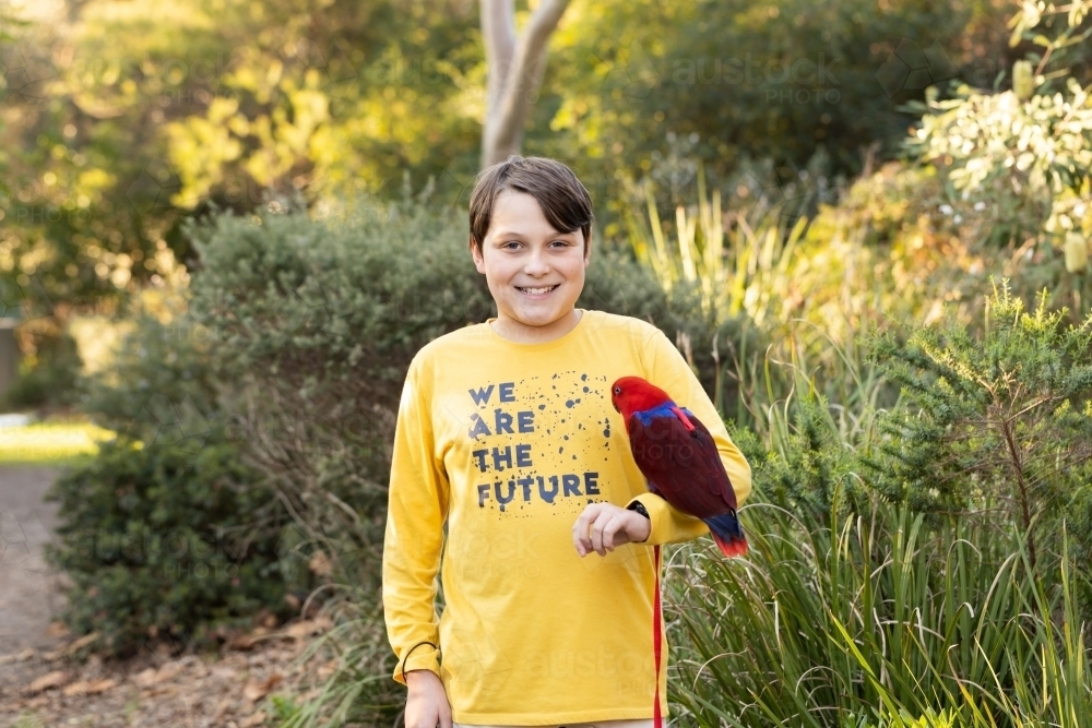 A boy holding an australian red and blue female eclectus parrot, the parrot is wearing a harness and - Australian Stock Image