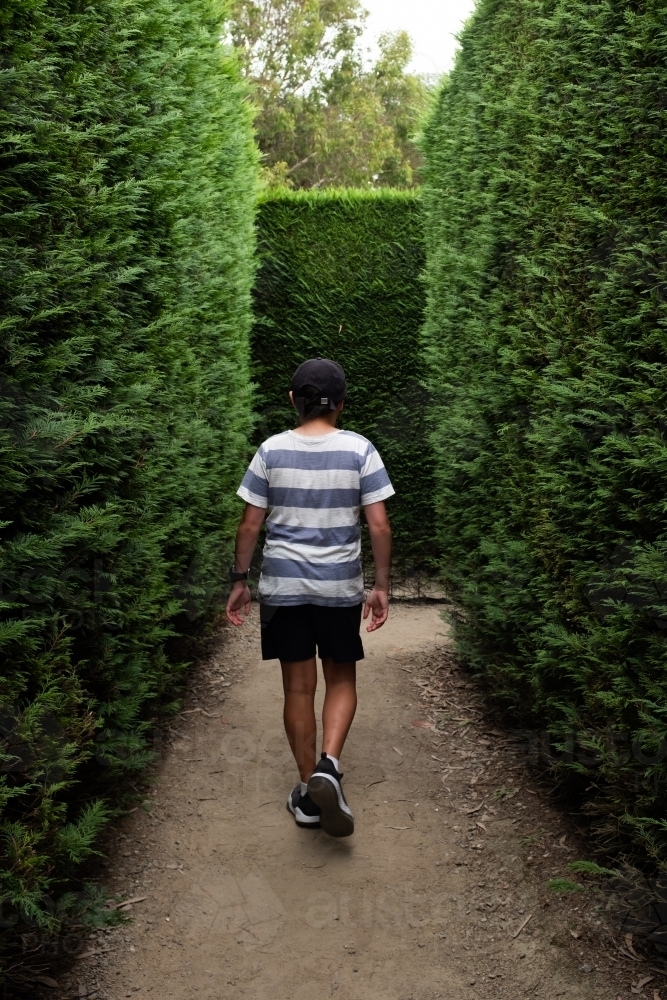 A boy walking through a conifer hedge maze - Australian Stock Image