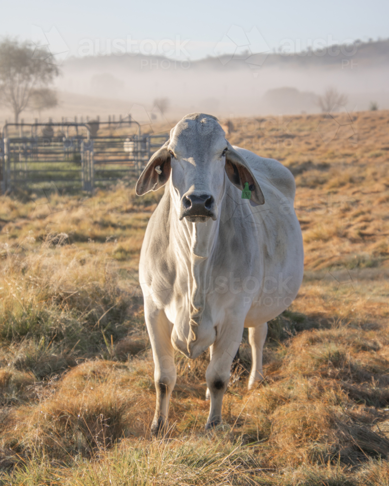 A Brahman cow in a yard on a misty morning - Australian Stock Image