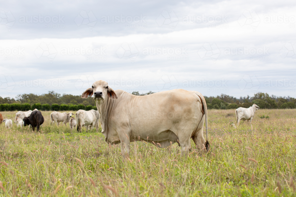 A Brahman Cow standing in front of the mob - Australian Stock Image