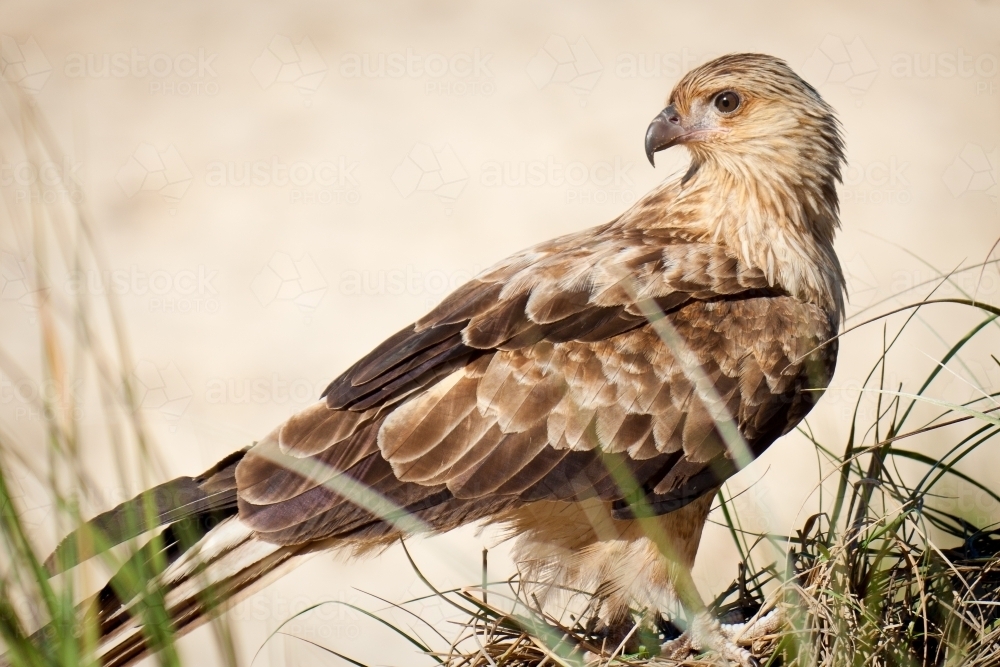 A brahminy kite sitting alert on a sandy beach. - Australian Stock Image