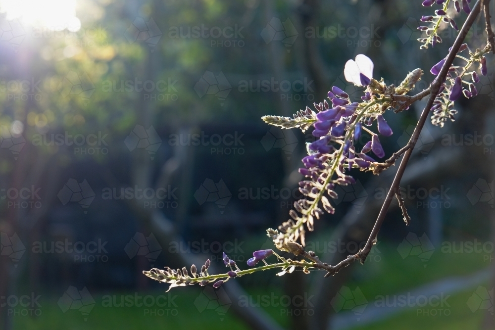 A branch from a lavender bush is highlighted by the sun - Australian Stock Image