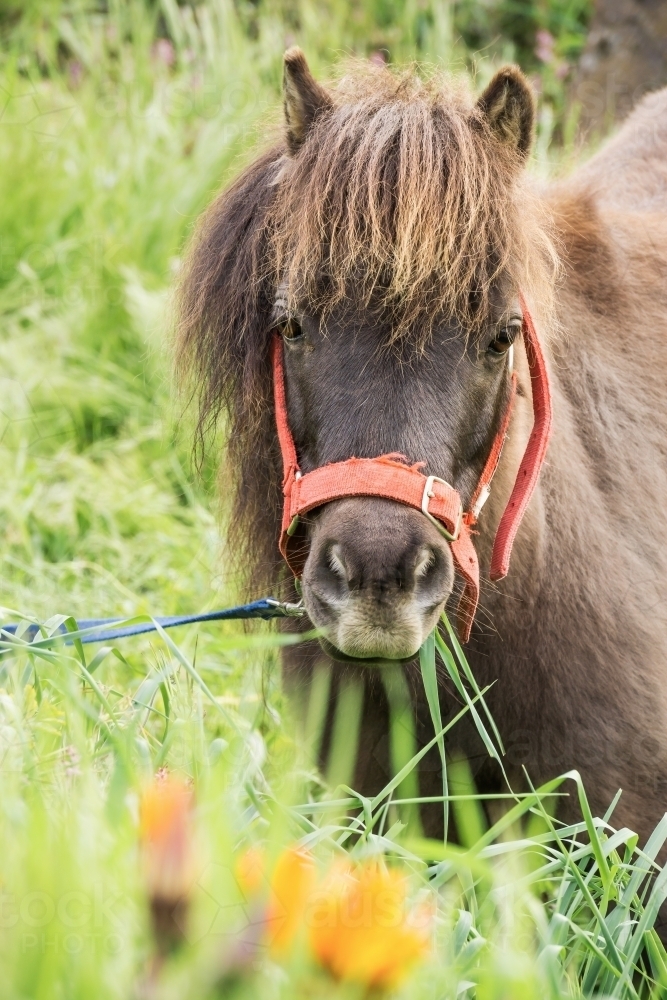 A bridled pony eating grass - Australian Stock Image