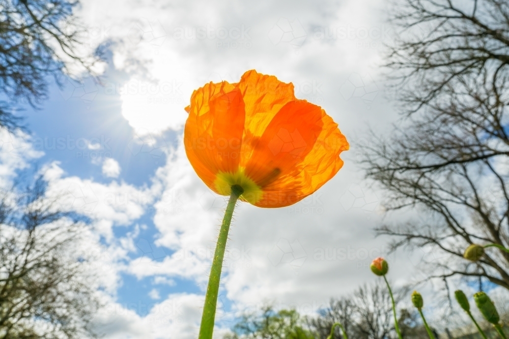 A bright orange poppy against a sunny sky - Australian Stock Image