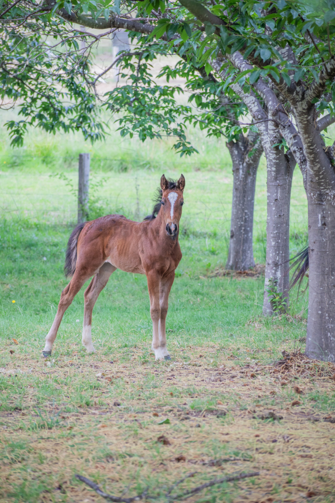 A brown foal in a green field with chestnut trees - Australian Stock Image