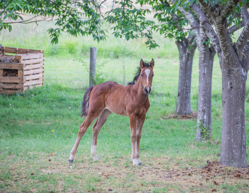 A brown foal in a green field with chestnut trees - Australian Stock Image