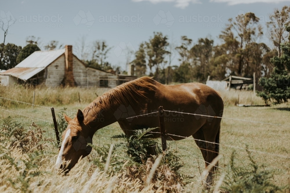 A brown horse in a paddock, leaning its head over a barbed wire fence to eat grass on the other side - Australian Stock Image