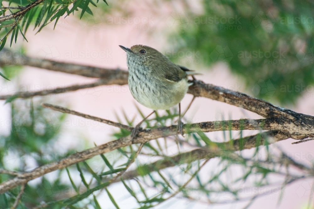 A Brown Thornbill searching for insects in a paperbark tree - Australian Stock Image