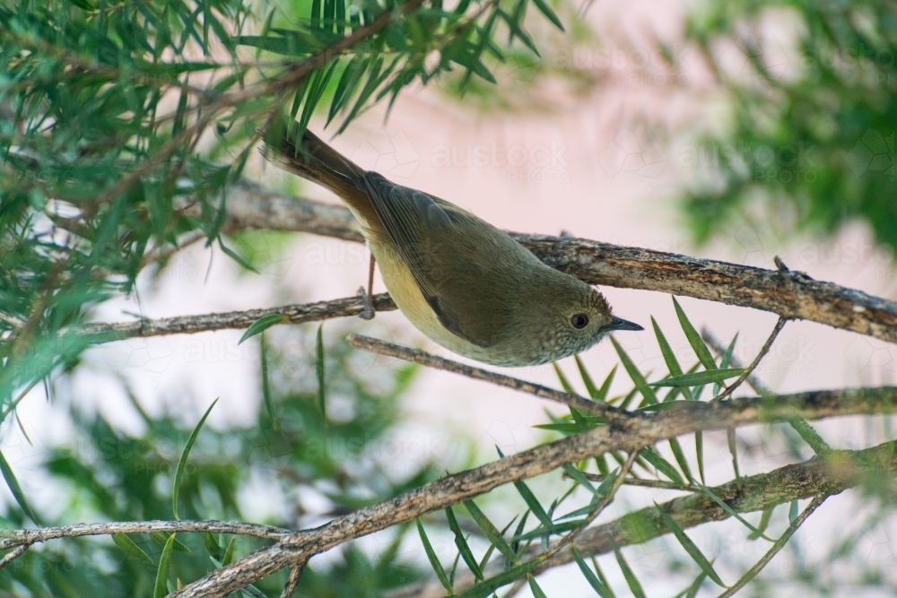 A Brown Thornbill searching for insects in a paperbark tree - Australian Stock Image