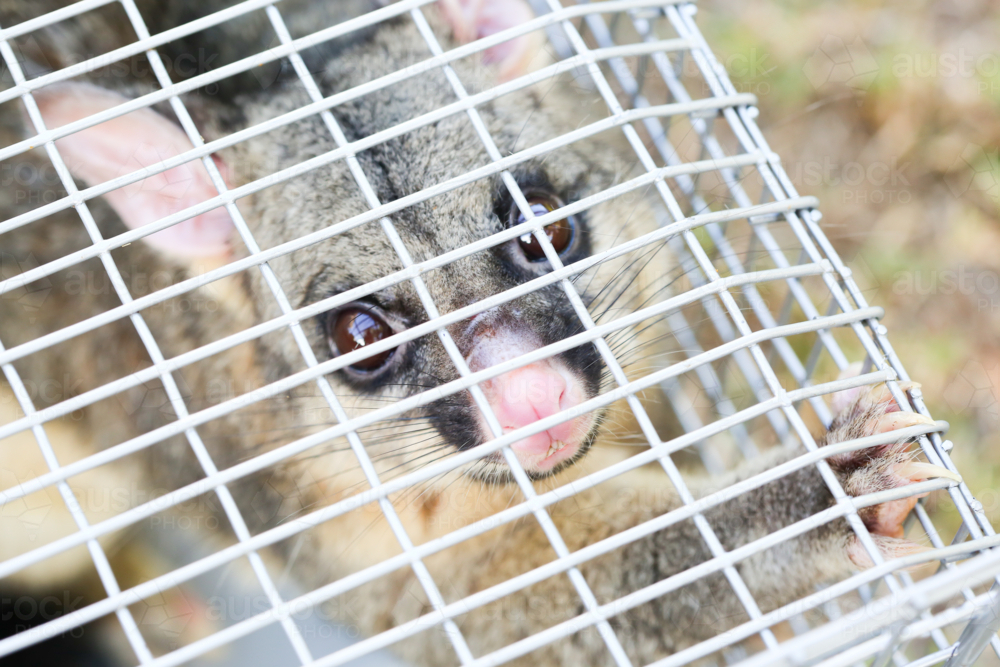 A brushtail possum is caught in a cage as a trap in Melbourne, Victoria, Australia - Australian Stock Image