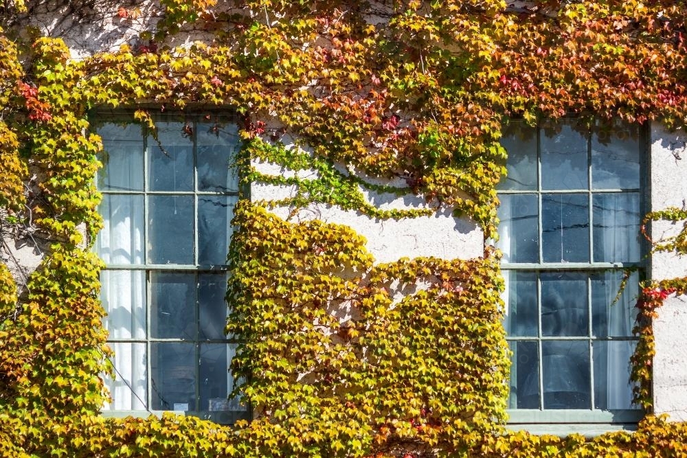 A building facade covered in coloured ivy. - Australian Stock Image
