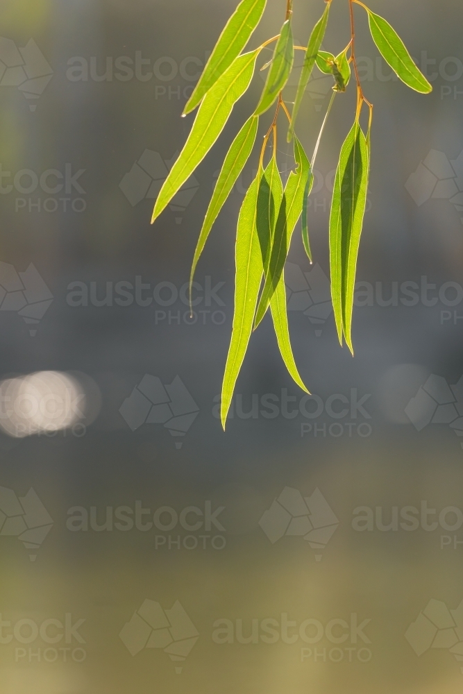 A bunch of gum leaves dangling in the sunlight - Australian Stock Image